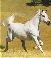 HORSES>92