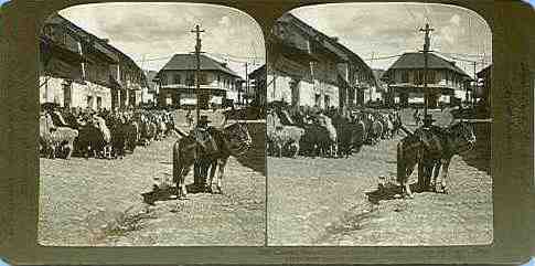 1907 Peruvian Town Scene, Llamas & Horses