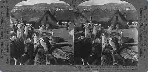 Stereoview picture of llamas