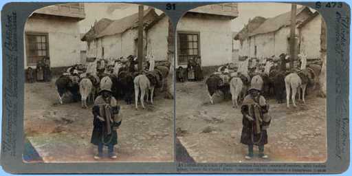Stereoview picture of pack train