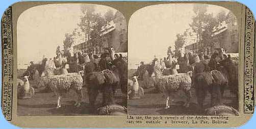 Stereoview picture of llamas in Bolivia