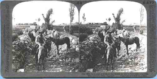 1906 Packtrain of donkeys and llamas