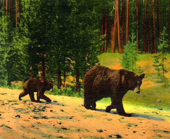 bears in yellowstone