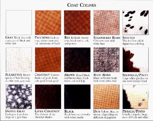 Horse Coat Color Chart