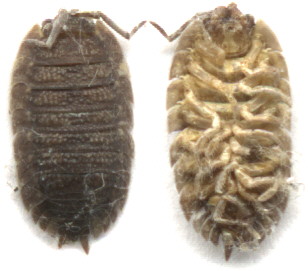 dorsal and ventral view
of a dead woodlouse