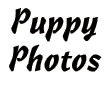 Puppy Photos