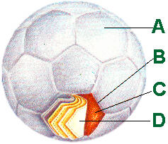 structure description for soccer ball