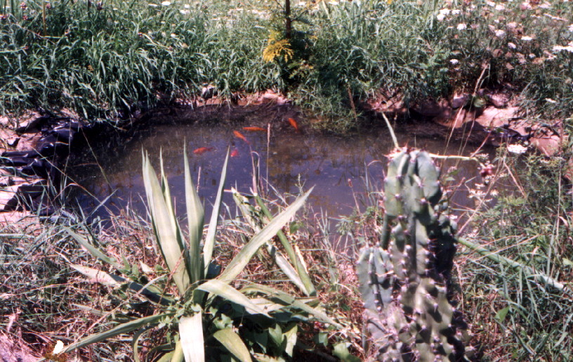 Goldfish in the fish pond