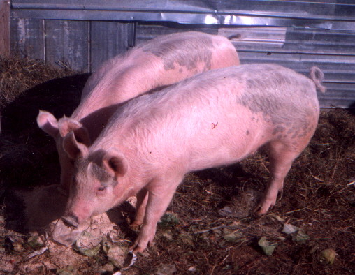 Two Yorkshire pigs