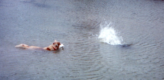 The beaver dives with a splash of its tail