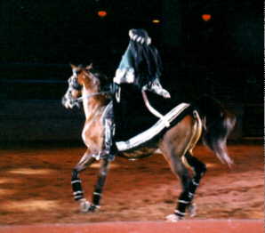 horse image 3