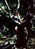 This Is Me Standing In A Tree In Korea
