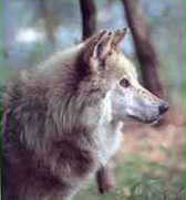 wolfhead