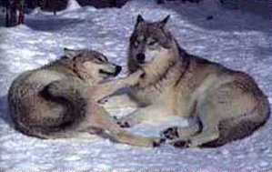courting wolves