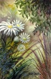 Shasta Daisies, N. Dansie  1997, watercolor, $150 framed