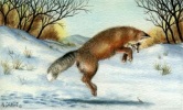Fox Play, N. Dansie  1997, watercolor, private collection