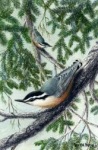 Red Breasted Nuthatches, N. Dansie  1997, watercolor, 6x8 $175 framed
