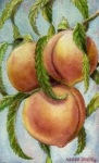 Luscious Peaches, N. Dansie  1997, watercolor, private collection