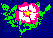 Click rose