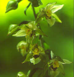 Helleborine