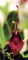 Beautiful orchid photo courtesy of   http://www.carsonbarnesorchids.com