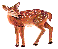  picture of fawn