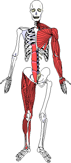 Skeletal Muscles