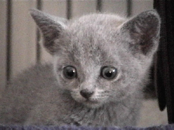 the Russian Blue Cat