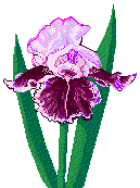 Pretty Purple Iris