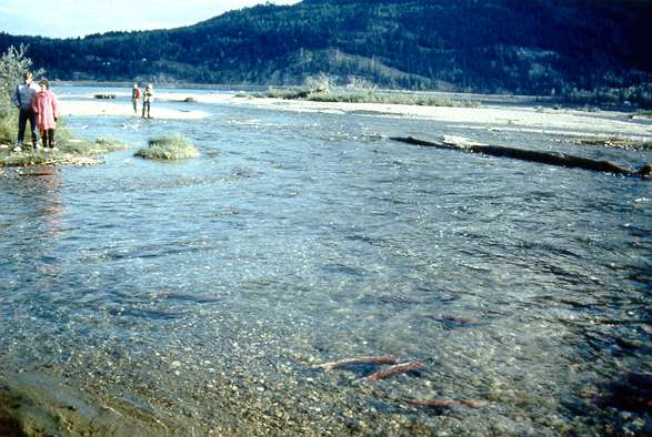 Spawning Salmon At The Adams River Mouth.