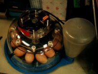 Eggs Inside Incubator