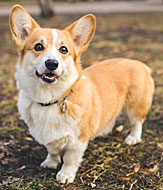 corgdog2.jpg