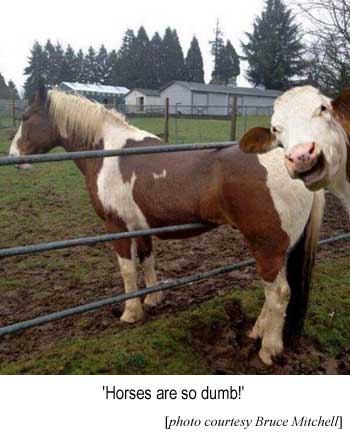 'Horses are so dumb!' (photo courtesy Bruce Mitchell)