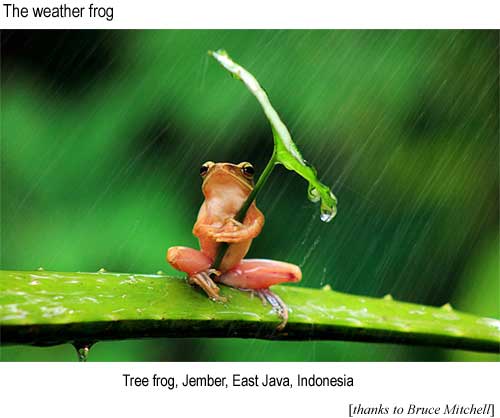 Tree frog, Jember, East Java, Indonesia (thanks to Bruce Mitchell)