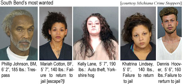 mariahco.jpg South Bend's mos wanted: Phillip Johnson, BM, 6'2", 185 lbs, trespass; Mariah Cotton, BF, 5'7', 140 lbs, failure to return to jail [escape?]; Kelly Lane, 5'7", 190 lbs, auto theft, Yorkshire hog; Khatrina Lindsey, 5'0", 140 lbs, failure to return to jail; Dannis Hoover, 5'6", 160 lbs, failure to return to jail (Michiana Crime Stoppers)