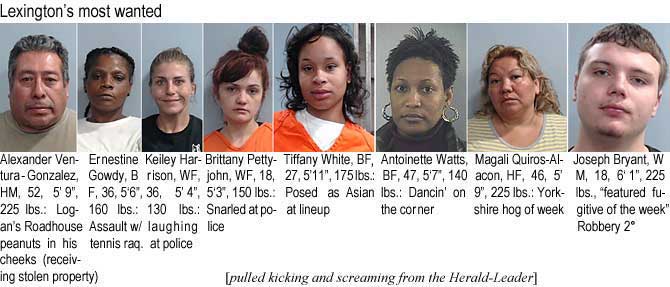 venturag.jpg Lexington's most wanted: Alexander Ventura-Gonzalez, HM, 52, 5'9", 225 lbs, Logan's Roadhouse peanuts in his cheeks (receiving stolen property); Ernestine Gowdy, BF, 36, 5'6", 160 lbs, assault w/tennis raq.; Kelley Haarison, WF, 36, 5'4", 130 lbs, snarled at police; Tiffany White, BF, 27, 5'11", 175 lbs, posed as Asian in lineup; Antoinette Watts, BF, 47, 5'7", 140 lbs, dancin' on the corner; Magali Qiuros-Alacon, HF, 46, 5'9", 225 lbs, Yorkshire hog of the week; Joseph Bryant, WM, 18,, 6'1", 225 lbs, featured fugitive of the week, robbery 2° (pulled kicking and screaming from the Herald-Leader)