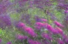 Picture: Herbs in the wind