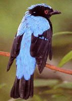 Asian Fairy Bluebird