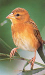 Baya Weaver