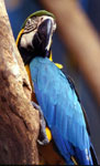 Blue & Yellow Macaw