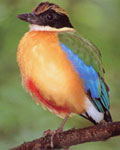 Blue-winged Pitta