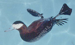 Diving Duck