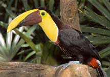 Swainson's Toucan