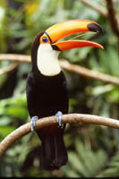 Toco Toucan