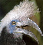 White-crowned Hornbill