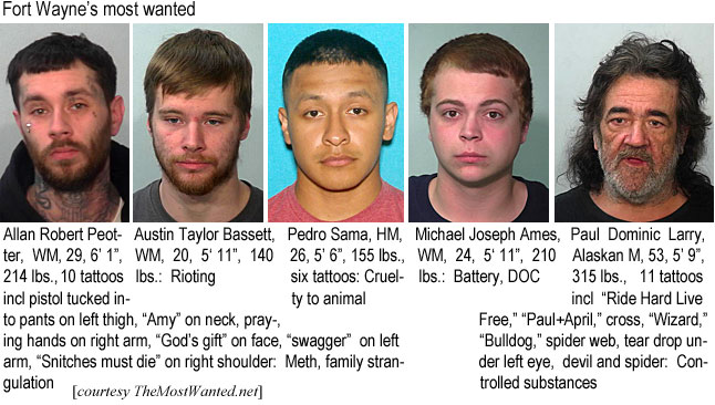 allanrob.jpg Fort Wayne's most wanted Allan Robert Peotter, WM, 29, 6'1", 10 tattoos incl pistol tuckedinto pants on left thigh, "Amy" on neck, praying hands on right arm, "God's gift" on face, "wagger" on left arm, "Snitches must die" on right shoulder, meth, family strangulation; Austin Taylor Bassett, WM, 20, 5'11", 140 lbs, rioting; Pedro Sama, HM, 26, 5'6", 155 lbs, six tattoos, cruelty to animal; Michael Joseph Ames, WM, 24, 5'11", 210 lbs, battery, DOC; Paul Dominic Larry, Alaskan M, 53, 5'9", 315 lbs, 11 tattoos incl "Ride Hard Live Free," "Paul-April," cross, "Wizard," "Bulldog," spide web, tear drop under left eye, devil and spider, controlled substances (TheMostWanted.net)