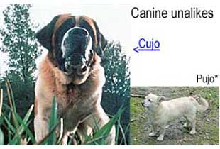 cjuopujo.jpg Canine unalikes, Cujo, Pujo