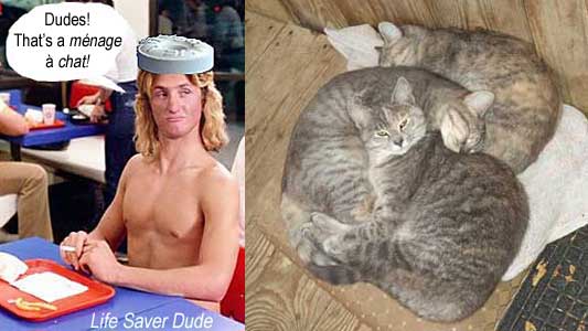 lifecats.jpg Life Saver Dude: Dudes! That's a menage a chat!