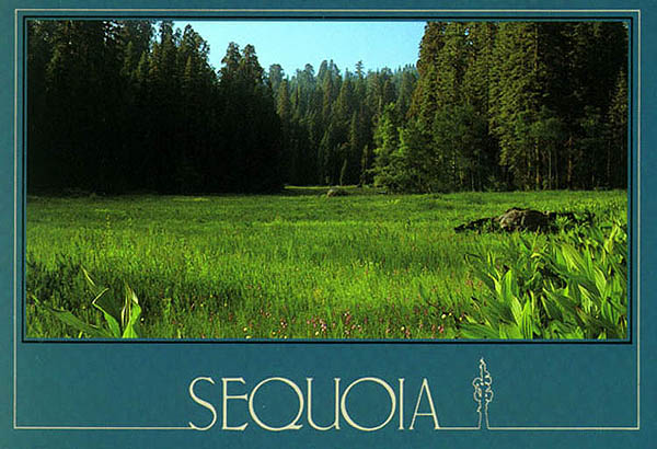God's Creation = 'CRESCENT MEADOW' in Sequoia National Park