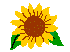 sunflo.gif (1289 bytes)